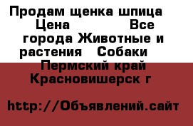 Продам щенка шпица.  › Цена ­ 15 000 - Все города Животные и растения » Собаки   . Пермский край,Красновишерск г.